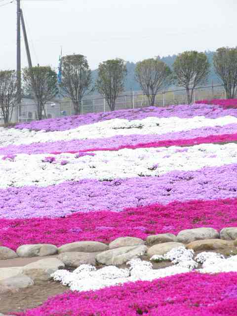 芝桜公園_b0051601_229091.jpg