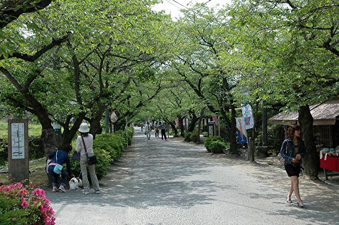 城下町 秋月_a0042310_17244056.jpg