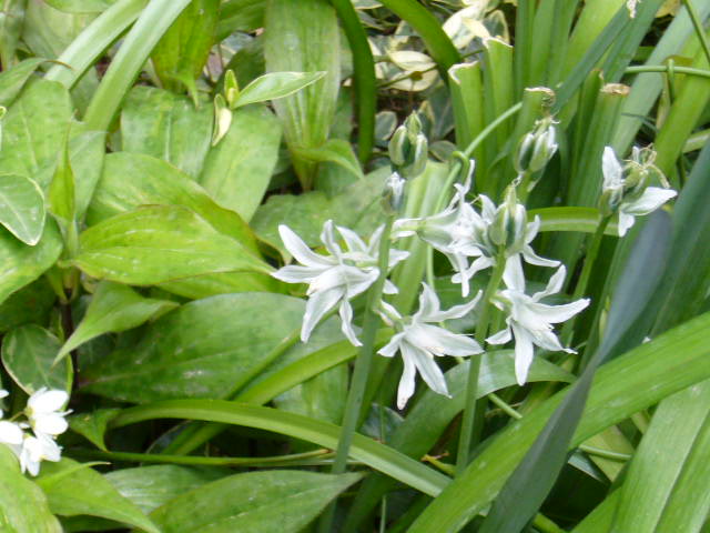 d0000324_104771.jpg