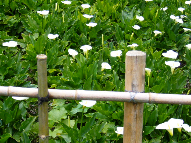 d0000324_14353360.jpg