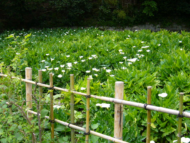 d0000324_14355156.jpg