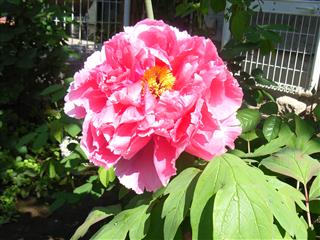 c0039428_23131615.jpg