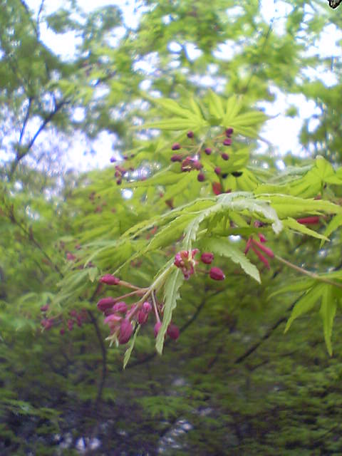 b0053444_0411658.jpg