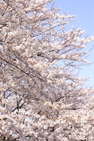 桜_f0001571_8531388.jpg