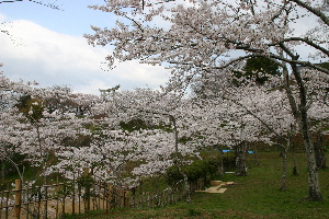 石巻の桜の名所・日和山_b0082977_6354424.jpg