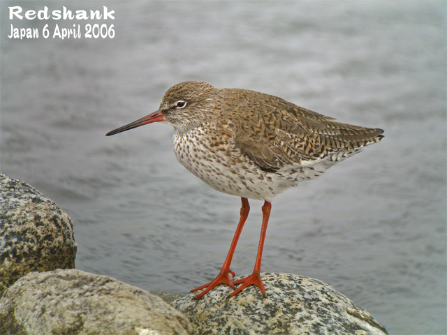 アカアシシギ　２　Redshank 2_c0071489_045349.jpg