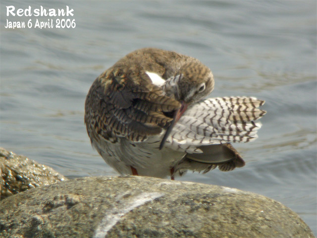 アカアシシギ　２　Redshank 2_c0071489_23122265.jpg