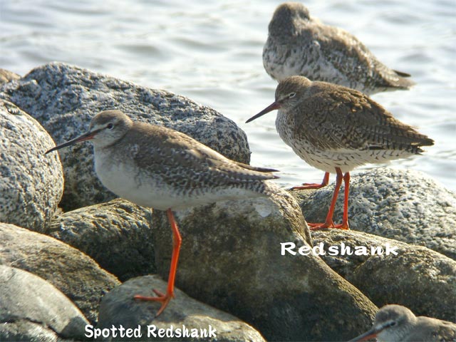 アカアシシギ　２　Redshank 2_c0071489_23124296.jpg