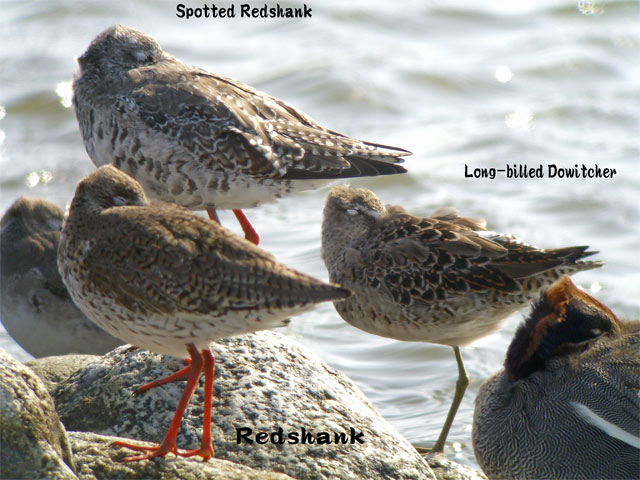 アカアシシギ　２　Redshank 2_c0071489_23125974.jpg