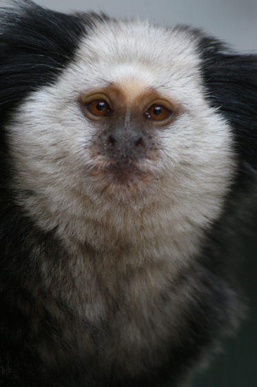 ジャミラ_b0016600_2181469.jpg