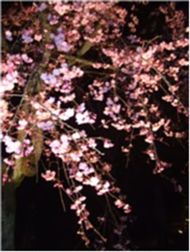 Q:私はだぁれ?_b0067302_19284538.jpg