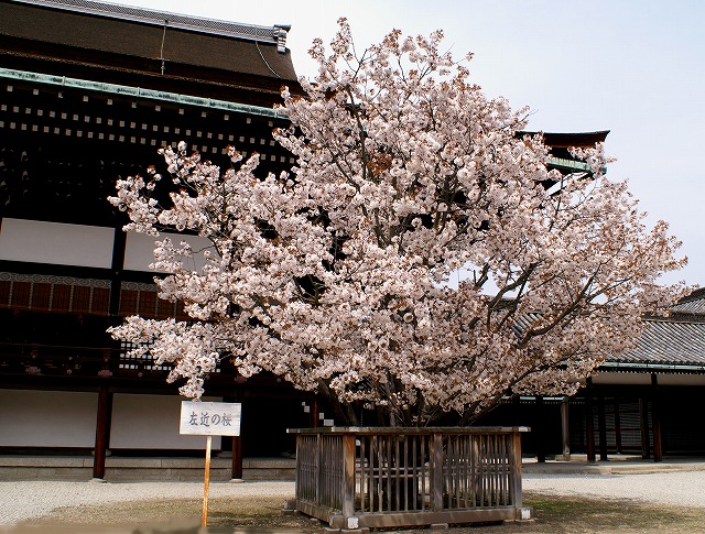 花宴の巻 2 京都御所 右近の橘 左近の桜 野草デジカメ日記 花宴の巻 2 京都御所 右近の橘 左近の桜 野草デジカメ日記