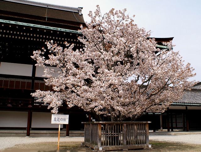  【花宴の巻】 （２） 京都御所 ‥ 右近の橘・左近の桜_e0039703_22283028.jpg