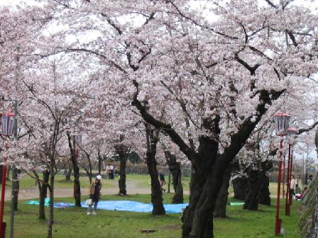 岩手公園、花盛り_f0055803_10535594.jpg