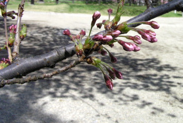 桜はまだかいな_a0015106_325647.jpg