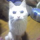 c0005007_4382729.gif