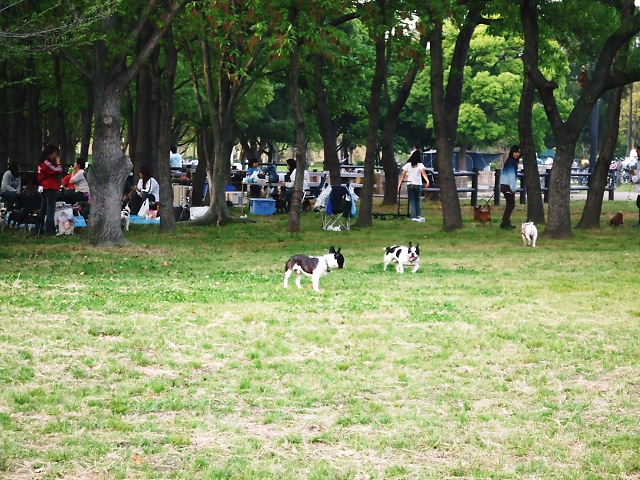 大泉緑地でＢＢＱ　2006年4月30日　日曜日_f0090117_20334570.jpg