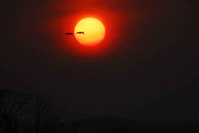 宮島沼の鳥達_d0019422_15443622.jpg