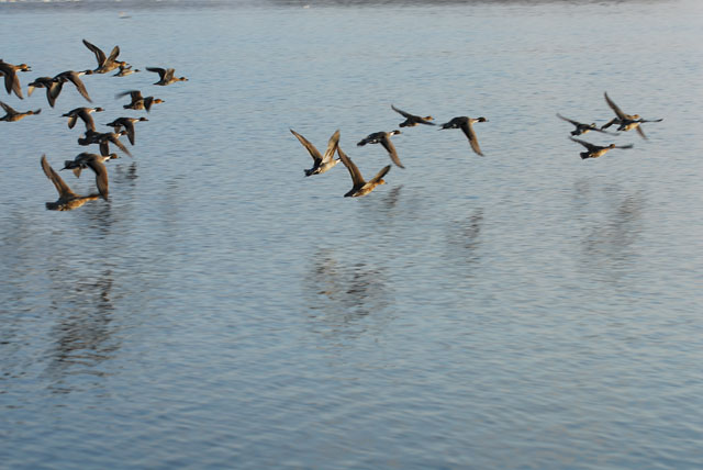 宮島沼の鳥達_d0019422_15452183.jpg