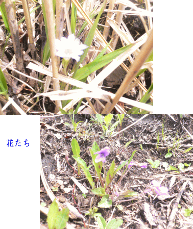e0088531_15254100.gif
