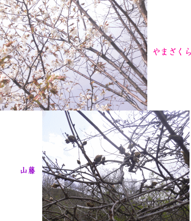 e0088531_15324442.gif