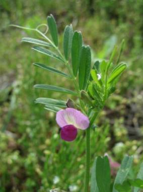 野の草花_b0088037_21503438.jpg