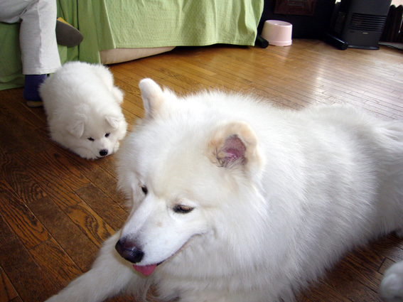 c0035838_05611.jpg