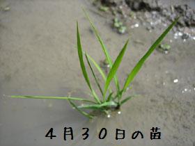 田植え終了～_a0054948_13175794.jpg