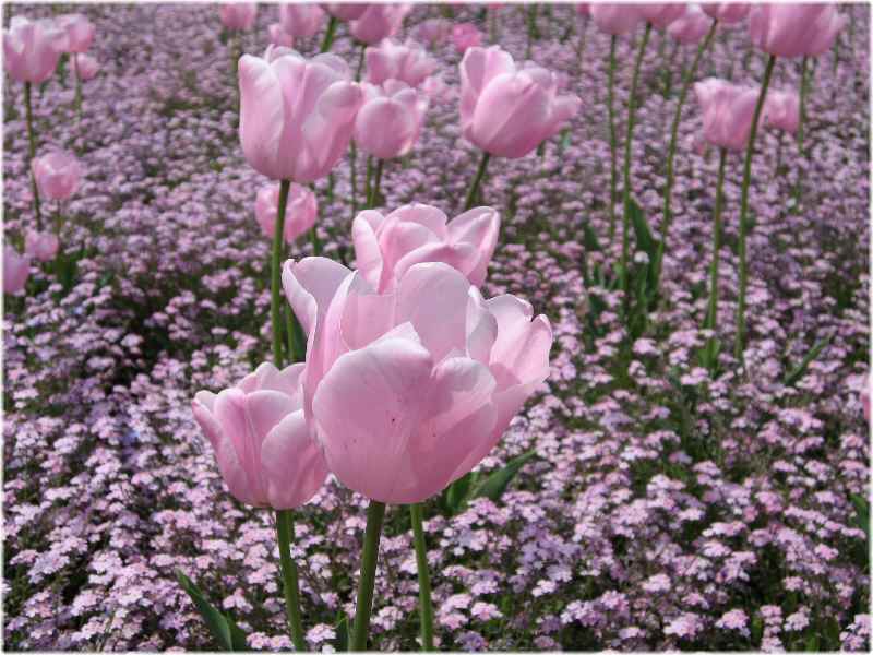 【立てば芍薬】_b0009849_16174147.jpg