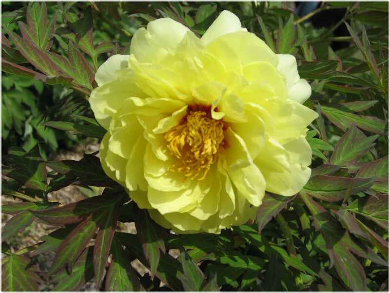 【立てば芍薬】_b0009849_16232324.jpg