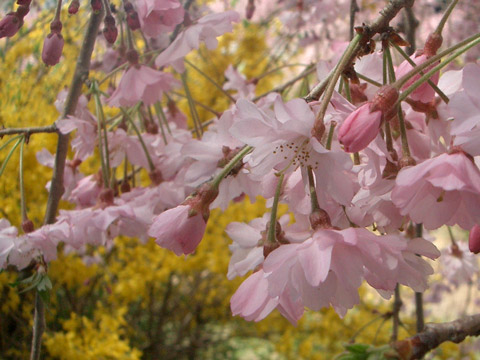 野川、お花見、４月９日(１)_e0064461_18241277.jpg