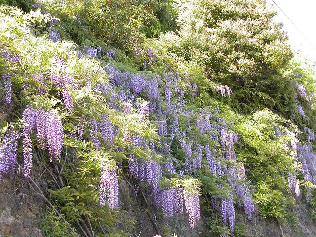 旧中村市の市花は・・・藤_f0000771_815580.jpg