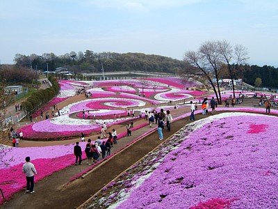 2006年４月２３日（土）みさと芝桜公園_b0017873_053166.jpg