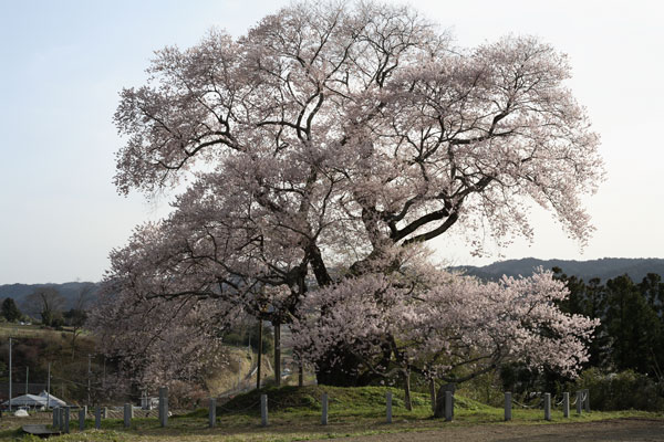 戸津辺の大桜（矢祭町）_d0048189_13594621.jpg