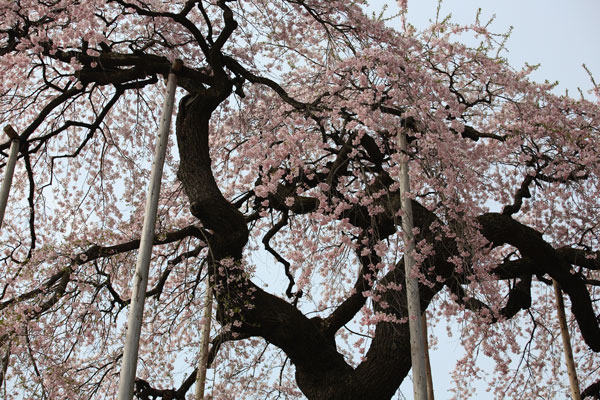 慈得寺の種蒔き桜（福島市）_d0048189_1582727.jpg