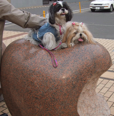 e0050801_039387.gif