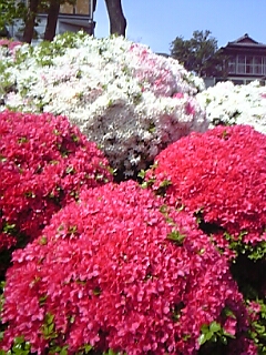 c0033521_1125662.jpg