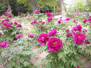 長居植物園_a0033224_13465853.jpg