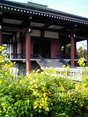 中宮寺の山吹_b0025633_21421814.jpg