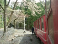 桜と新緑とSLの旅<2>　南アルプスあぷとライン_c0072734_19654.jpg