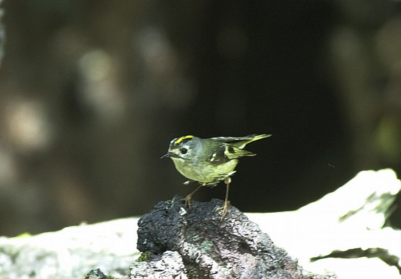 日本で一番小さい鳥キクイタダキ Sam S Birds Album 日本で一番小さい鳥キクイタダキ Sam S Birds Album