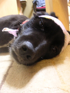 c0065643_22423617.jpg