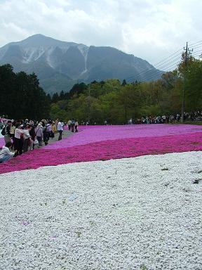 芝桜の里_e0007544_22253080.jpg