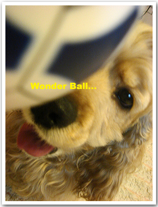 ++Wonder Ball++_e0079359_22491584.jpg