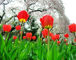 水沢公園の桜開花状況。　　　5月1日_e0087860_2130775.jpg