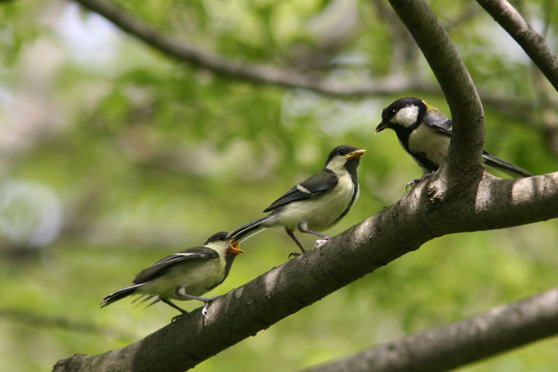 シジュウカラ　餌頂物語_f0022486_23232076.jpg