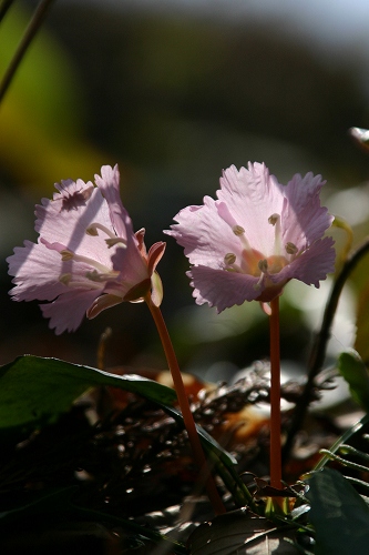 山の花たち♪_e0092203_113881.jpg