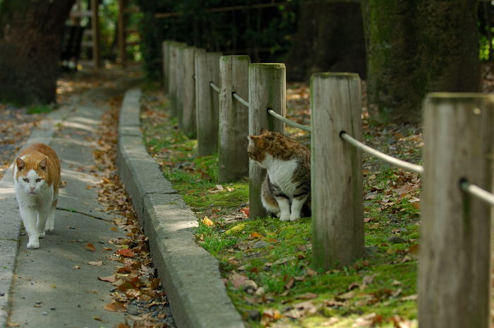 街角ニャンコ・久しぶりの接近戦♪_f0032011_2223467.jpg