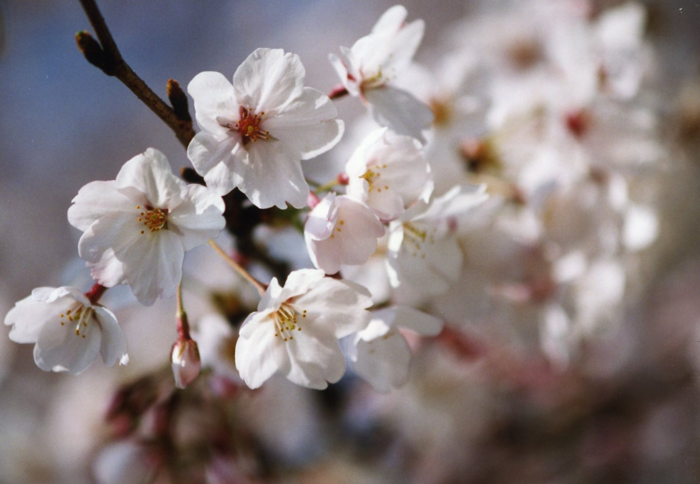 また来年も　＊桜（８）＊_f0090218_111216.jpg