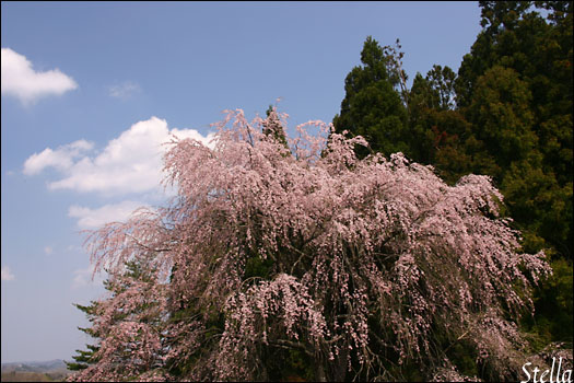 しだれ桜_d0015026_10184774.jpg